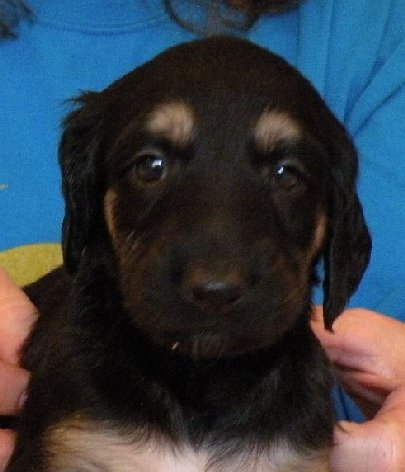 Blk&Silver GirlFace4wks.jpg - 35.98 K